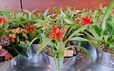 atelier_plantes